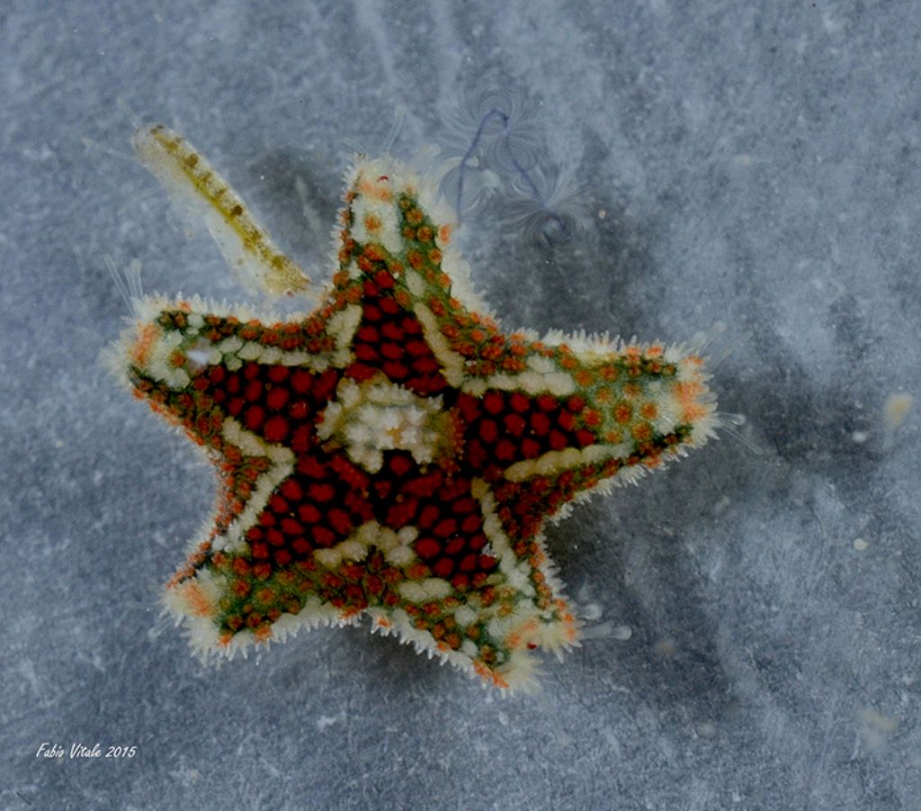 Asterina phylactica (dal versante ionico del Salento)